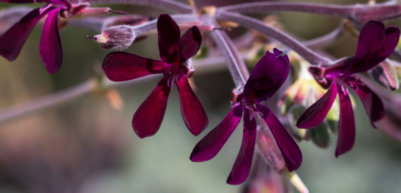 Pelargonia afrykańska w leczeniu zapalenia zatok